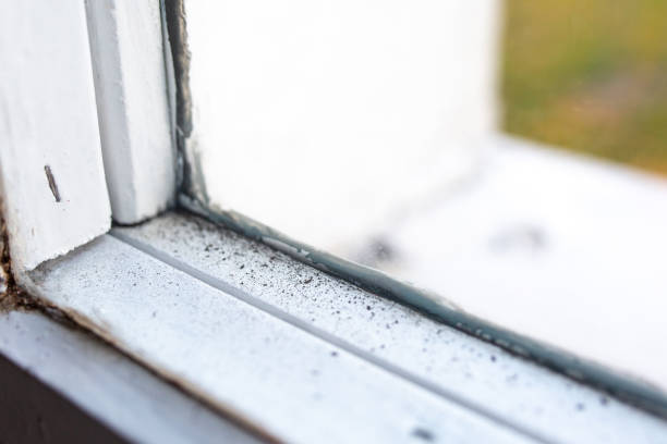 Best Mold Remediation for Healthcare Facilities  in Gainesville, FL