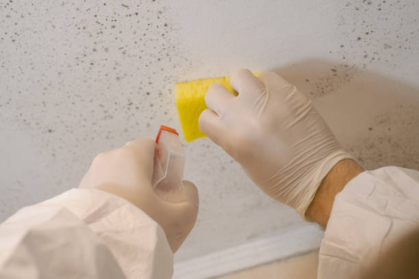 Best Mold Damage Restoration  in Gainesville, FL