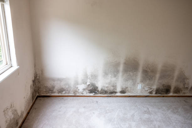 Best Residential Mold Inspection & Testing  in Gainesville, FL
