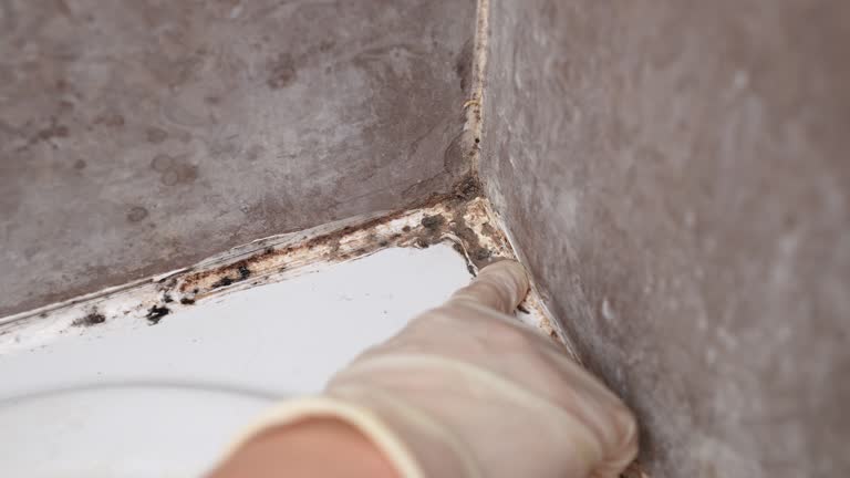 Best Comprehensive Air Testing for Mold Contaminants  in Gainesville, FL